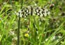 Nemoptera sinuata ©  S.Beshkov